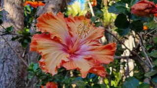 2024-01-GranCan-Jardin_de_la_Marquesa-093.jpg